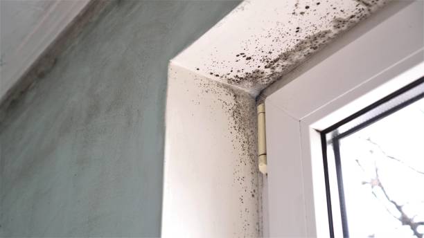 Best White Mold Remediation in USA